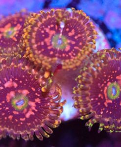 Wysiwyg Zoanthid Frag [F30]