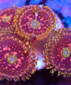 Wysiwyg Zoanthid Frag [F30]
