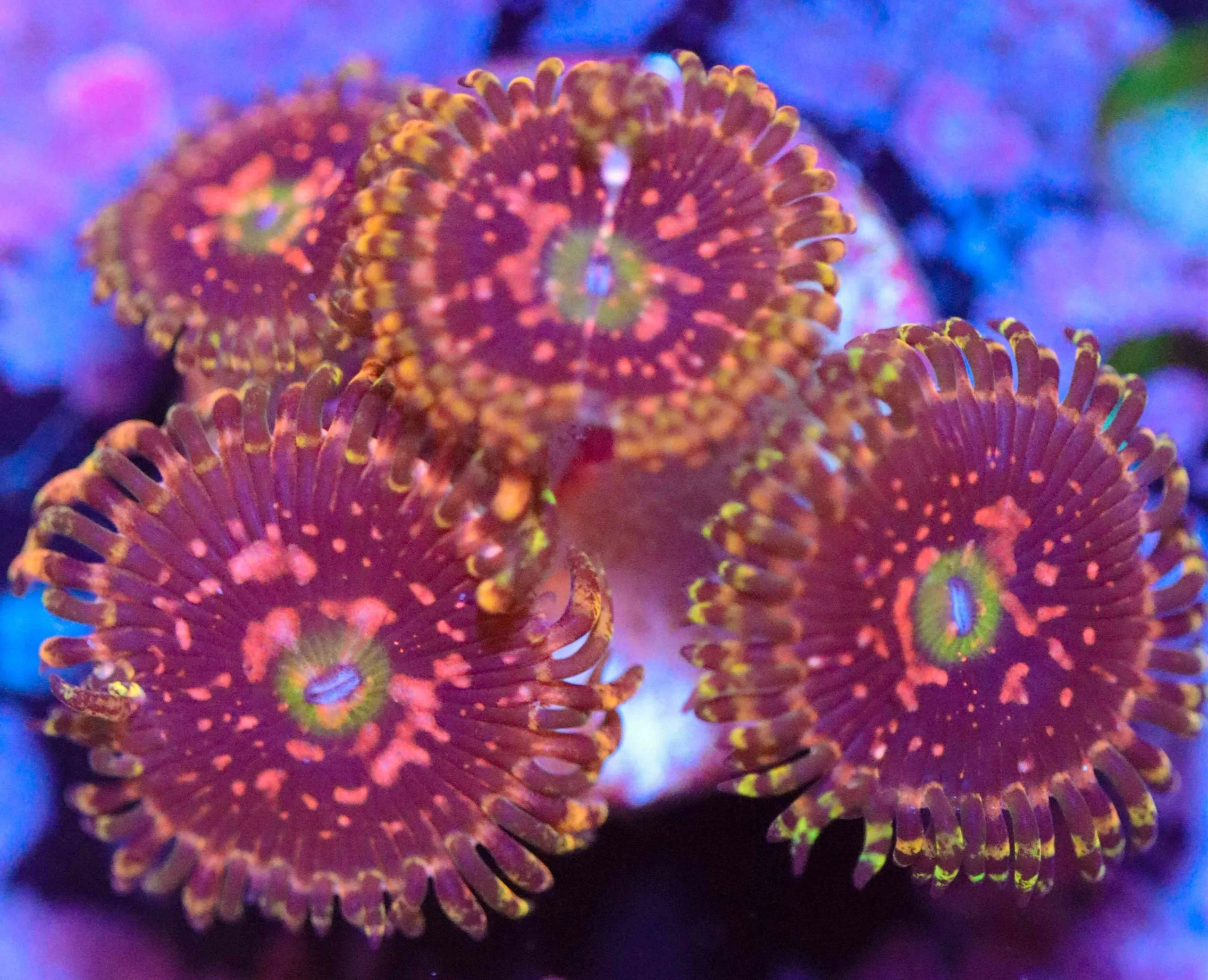 Frag Box Corals