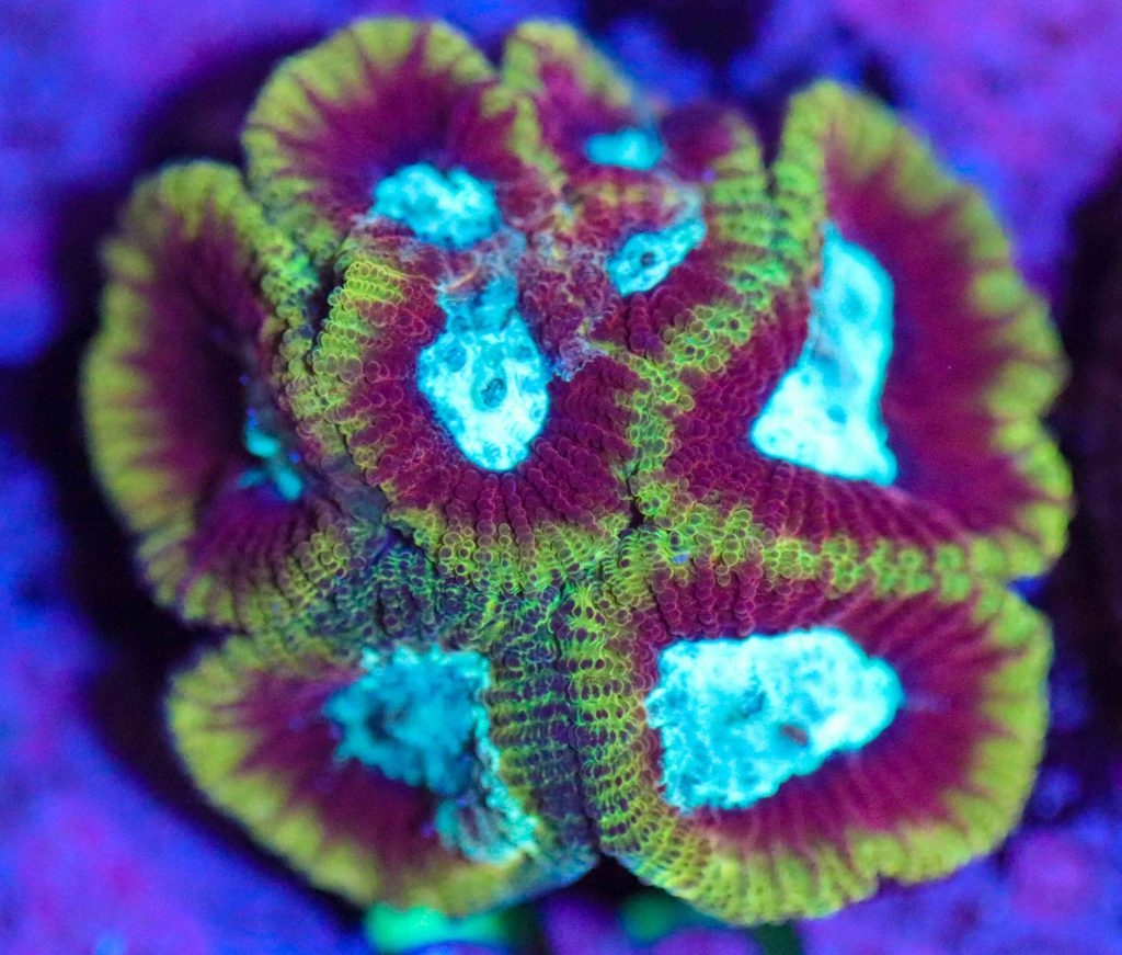 Frag Box Corals