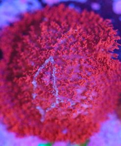 Wysiwyg Fuzzy Blood Mushroom Frag [F38]