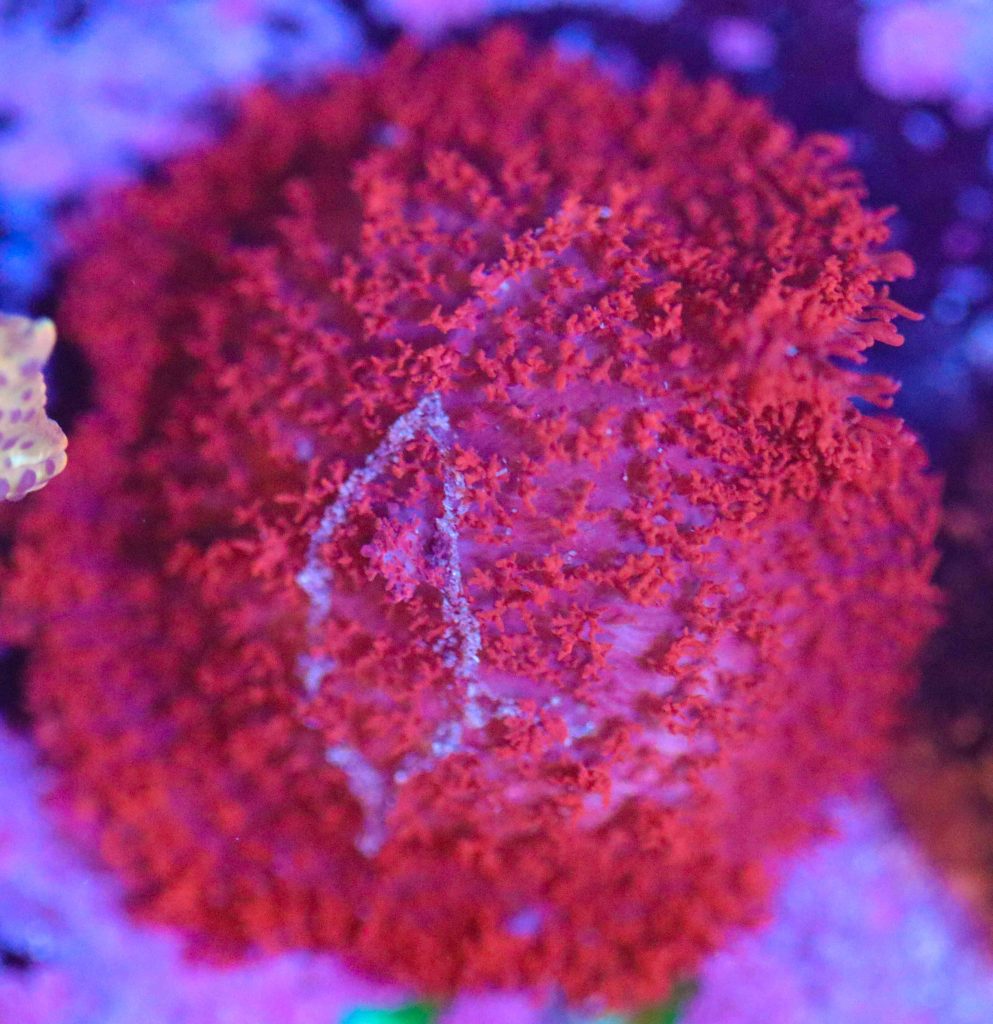 Frag Box Corals