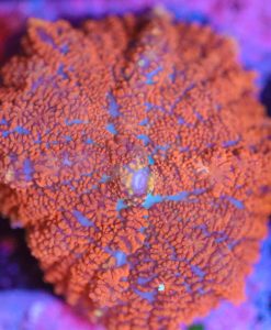 Wysiwyg Rhodactis Mushroom  Frag [F44]