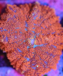 Wysiwyg Fire Orange Rhodactis Mushroom  Mushroom [F44]