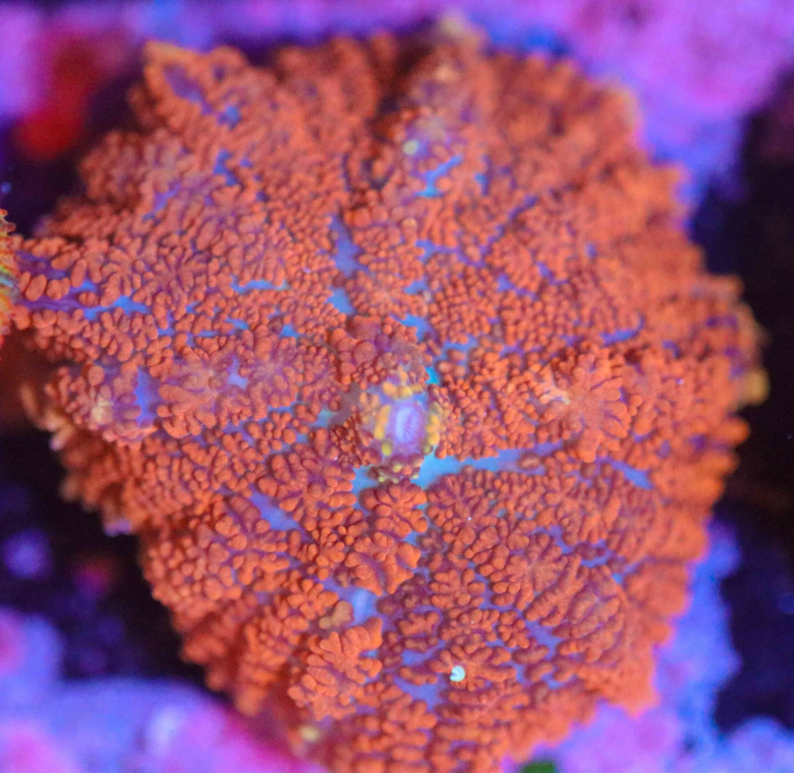 Frag Box Corals