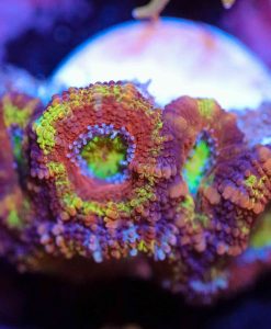 Wysiwyg Tricolour Acan Frag [F45]