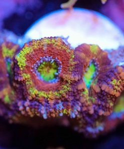 Wysiwyg Tricolour Acan Frag [F45]