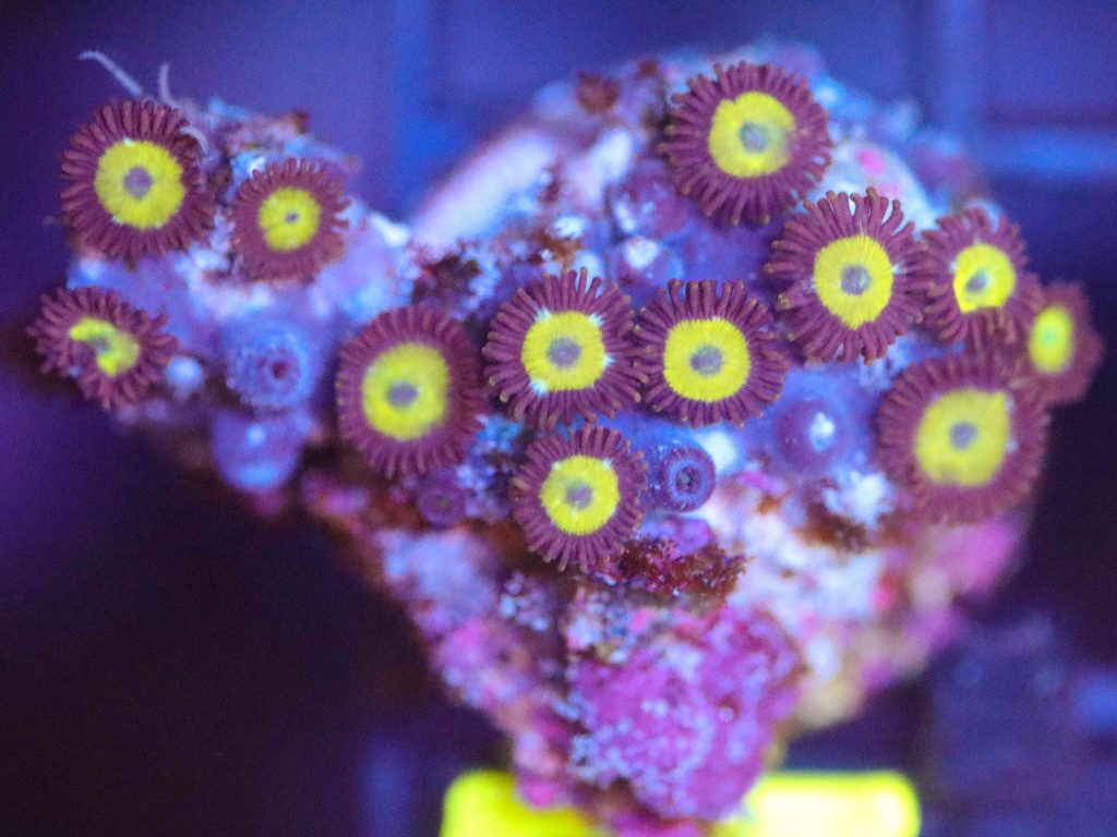 Frag Box Corals