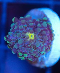 Wysiwyg sm Ricordea Mushroom [F62]