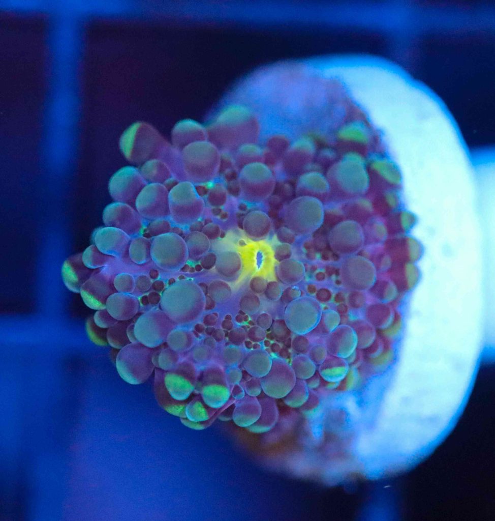 Frag Box Corals