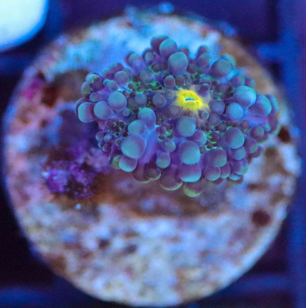 Frag Box Corals
