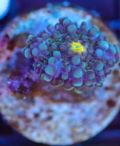 Wysiwyg sm Ricordea Mushroom [F63]