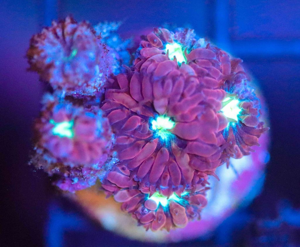Frag Box Corals