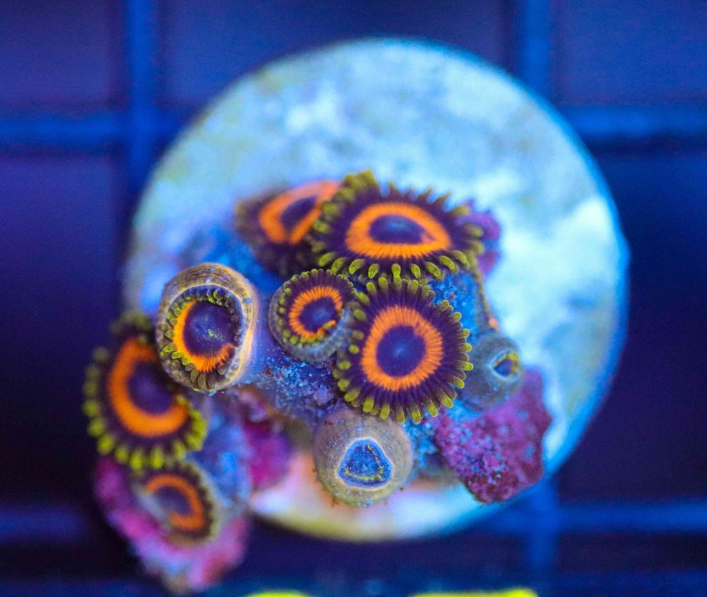 Frag Box Corals