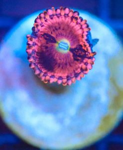 Wysiwyg Zoabthid Frag [F67]
