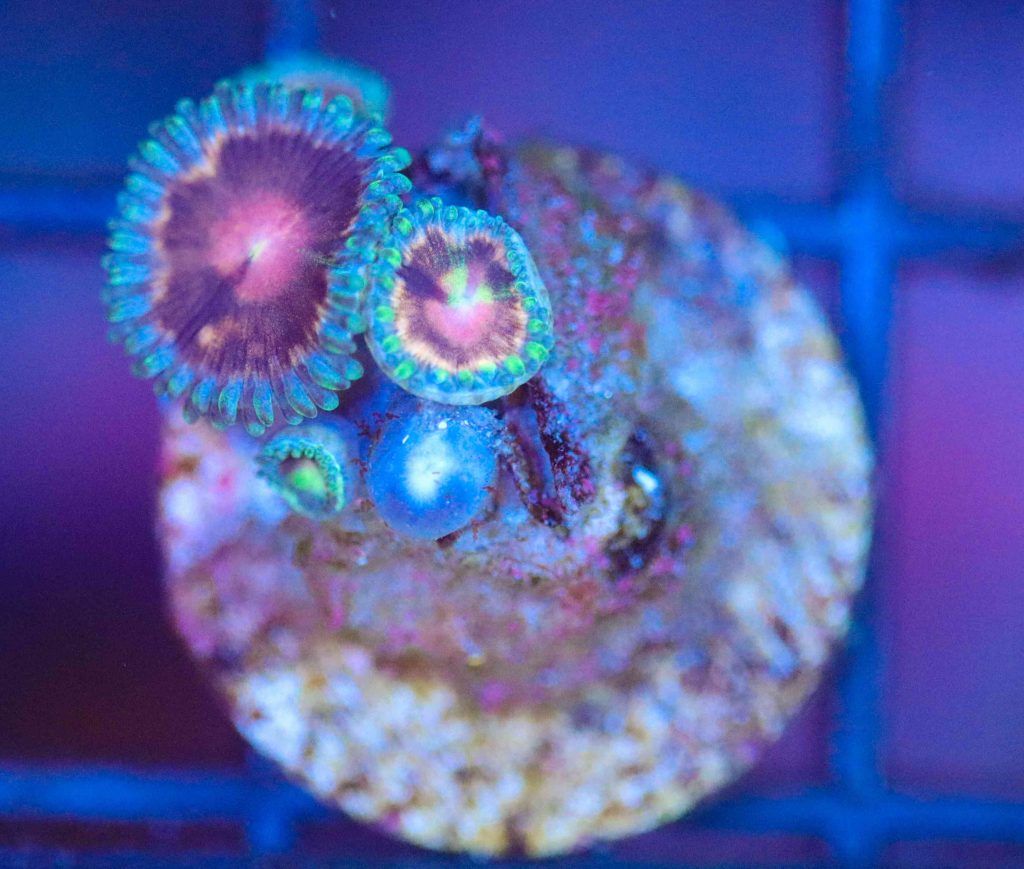 Frag Box Corals