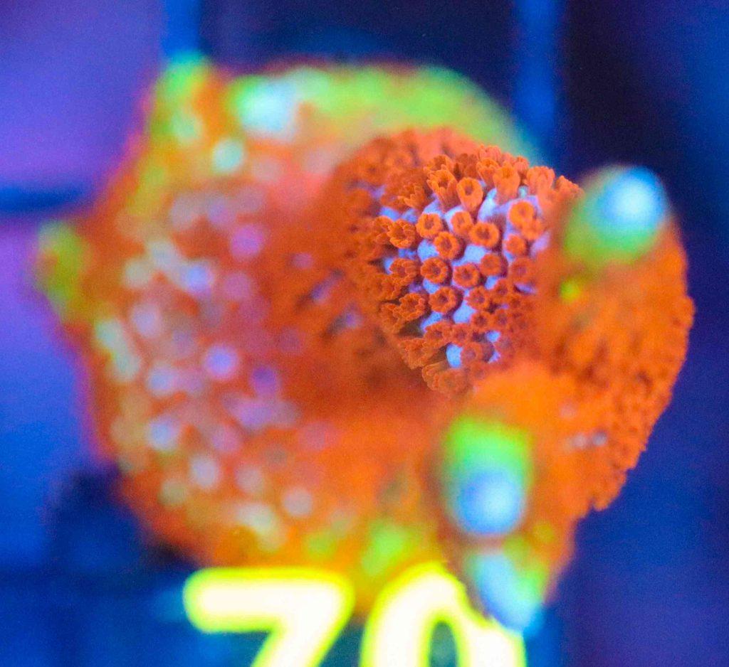 Frag Box Corals
