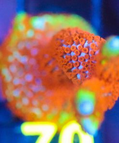 Wysiwyg XL Frag Forest Fire Montipora Digitata [F70]