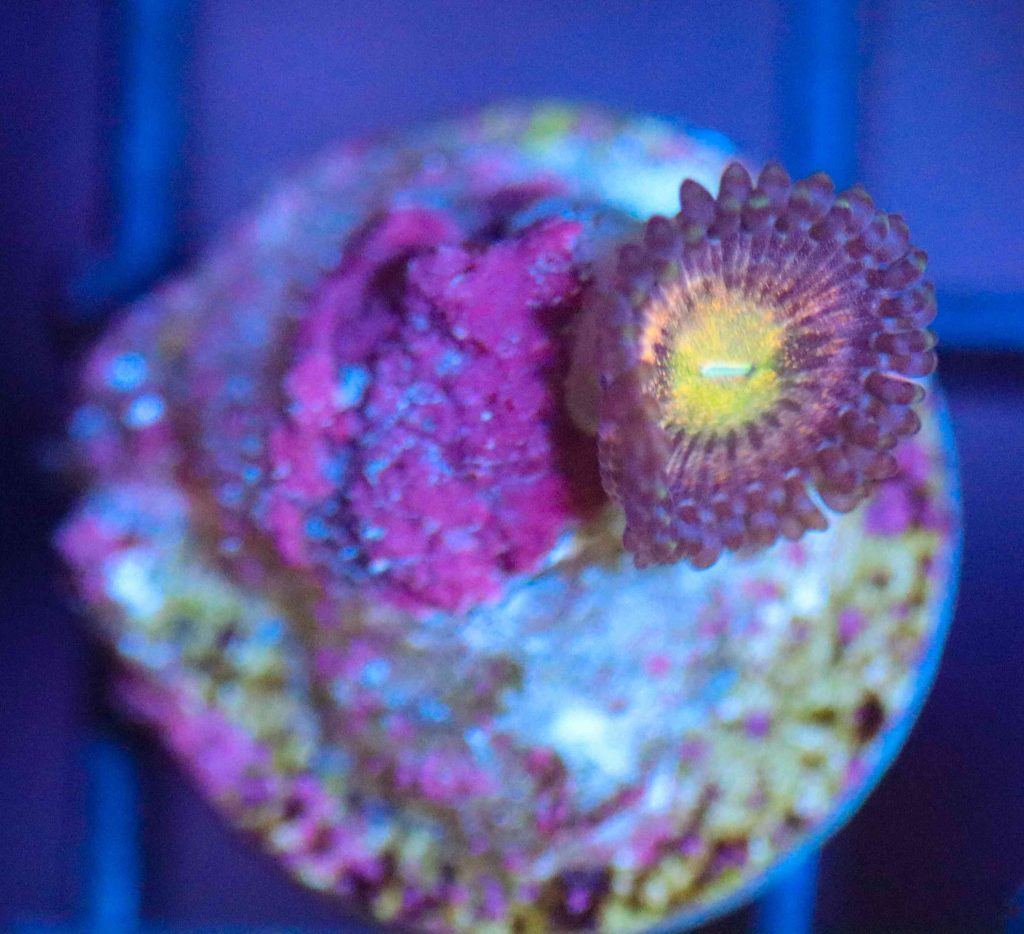 Frag Box Corals