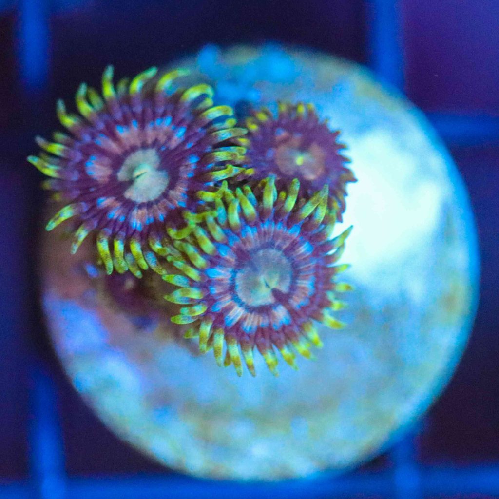 Frag Box Corals