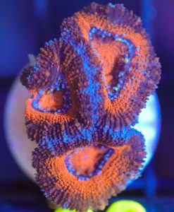 Wysiwyg Acan Frag [F88]