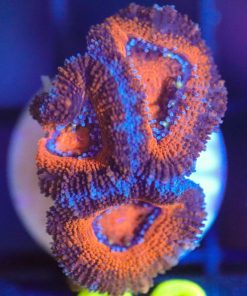 Wysiwyg Acan Frag [F88]