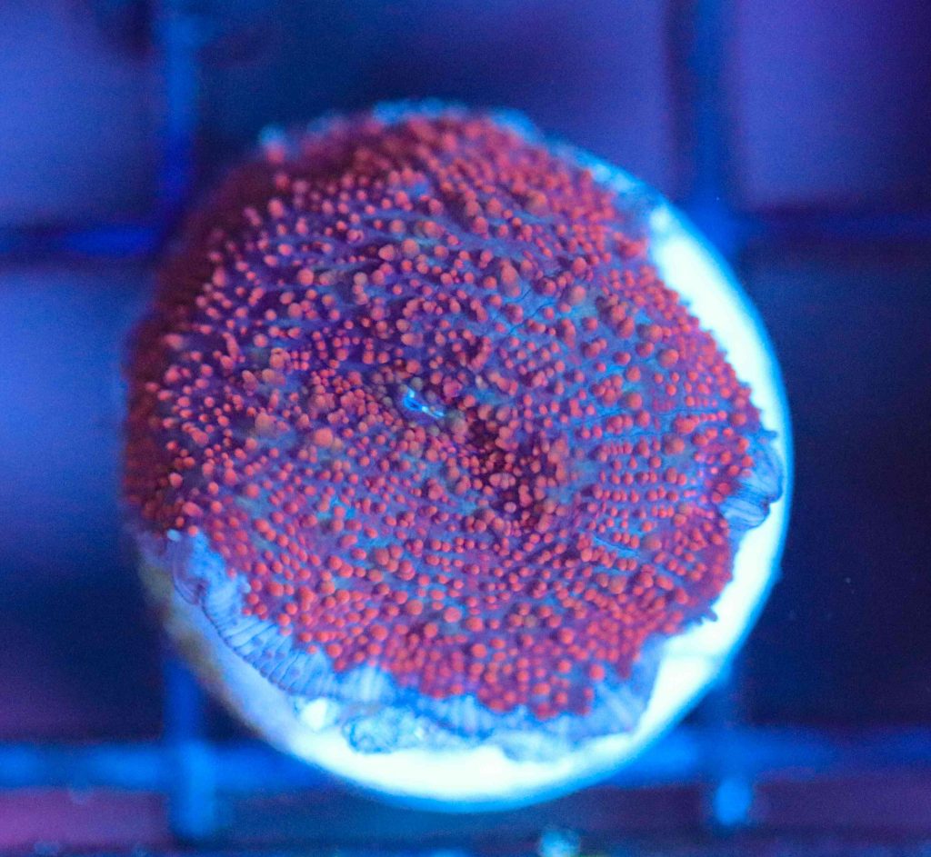 Frag Box Corals