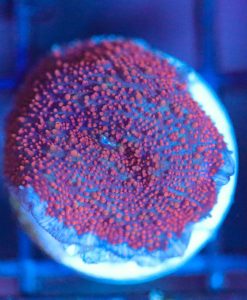 Wysiwyg Mushroom Frag [F90]