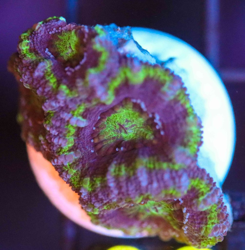 Frag Box Corals