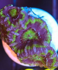 Wysiwyg Acan Frag [F92]