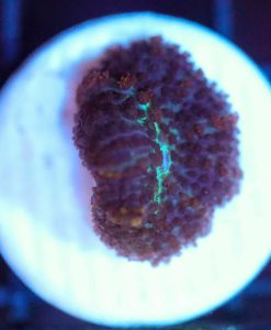 Wysiwyg tiny Rhodactis Mushroom Frag [F93]