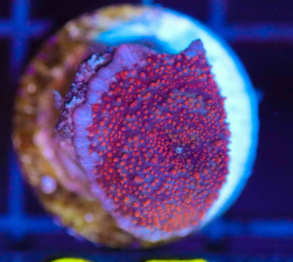 Frag Box Corals