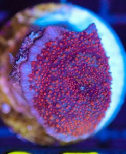 Wysiwyg Mushroom Frag  [F95]