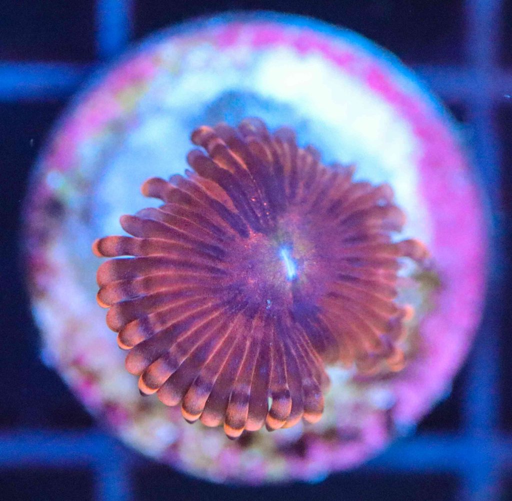 Frag Box Corals