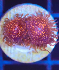 Wysiwyg Darth Maul Zoa Frag [F103]