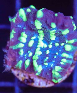 Wysiwyg UFO Chalice Frag [F108]