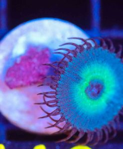Wysiwyg Blue Macaw Paly Frag  [F110]