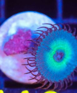 Wysiwyg Blue Macaw Paly Frag  [F110]