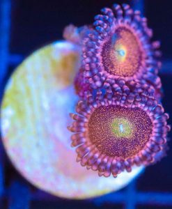 Wysiwyg Mohawk Zoa Frag [F111]