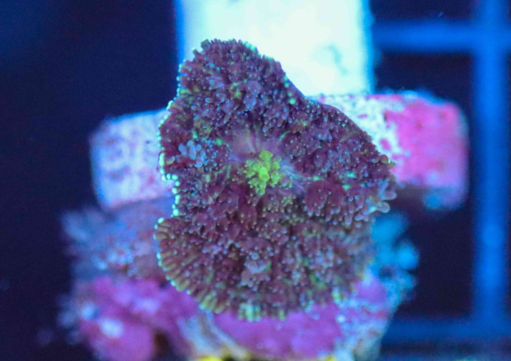 Frag Box Corals