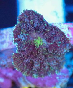 Wysiwyg sm Rhodactis Mushroom Frag [F113]