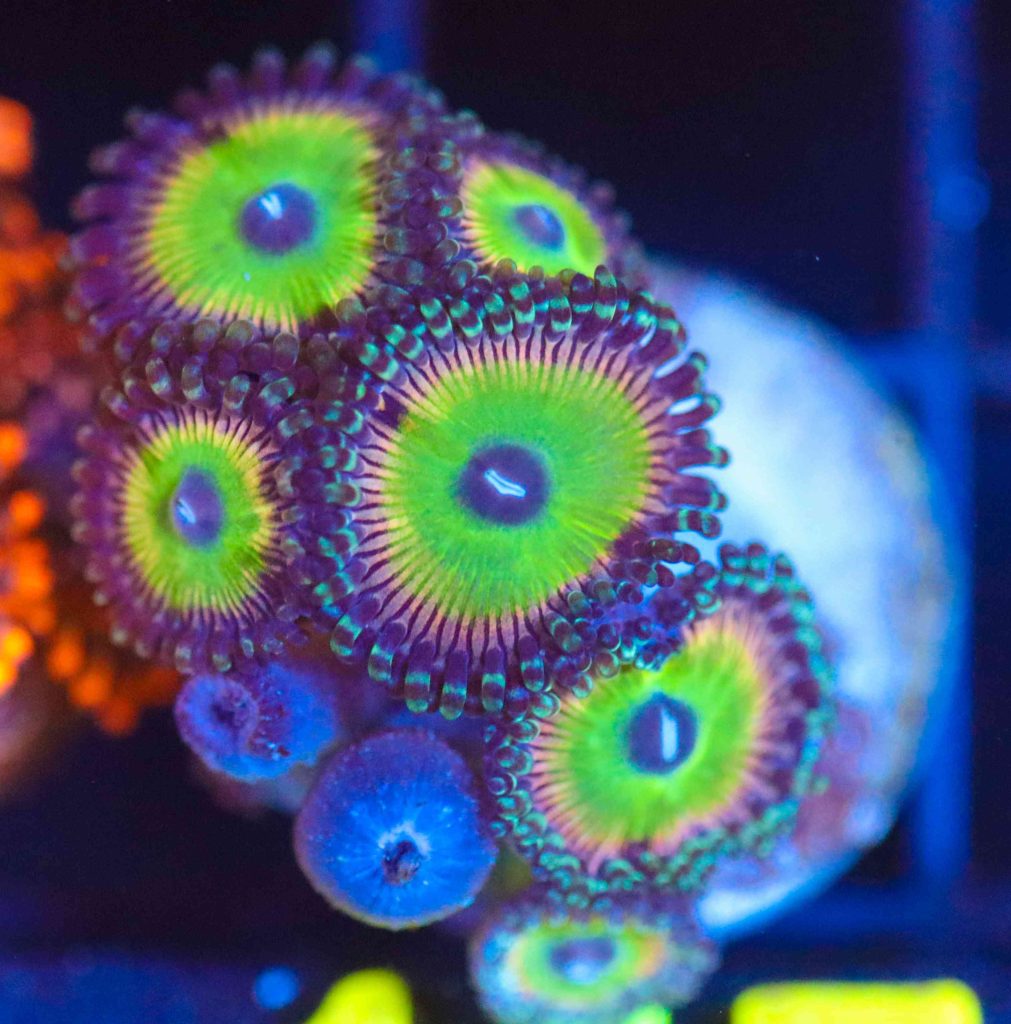 Frag Box Corals