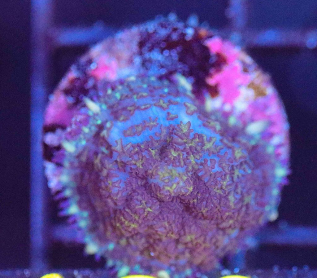Frag Box Corals