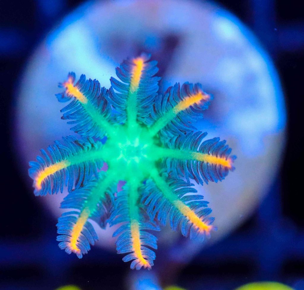 Frag Box Corals