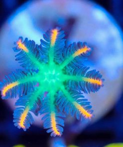 Wysiwyg Clove Polyp Frag [F122]