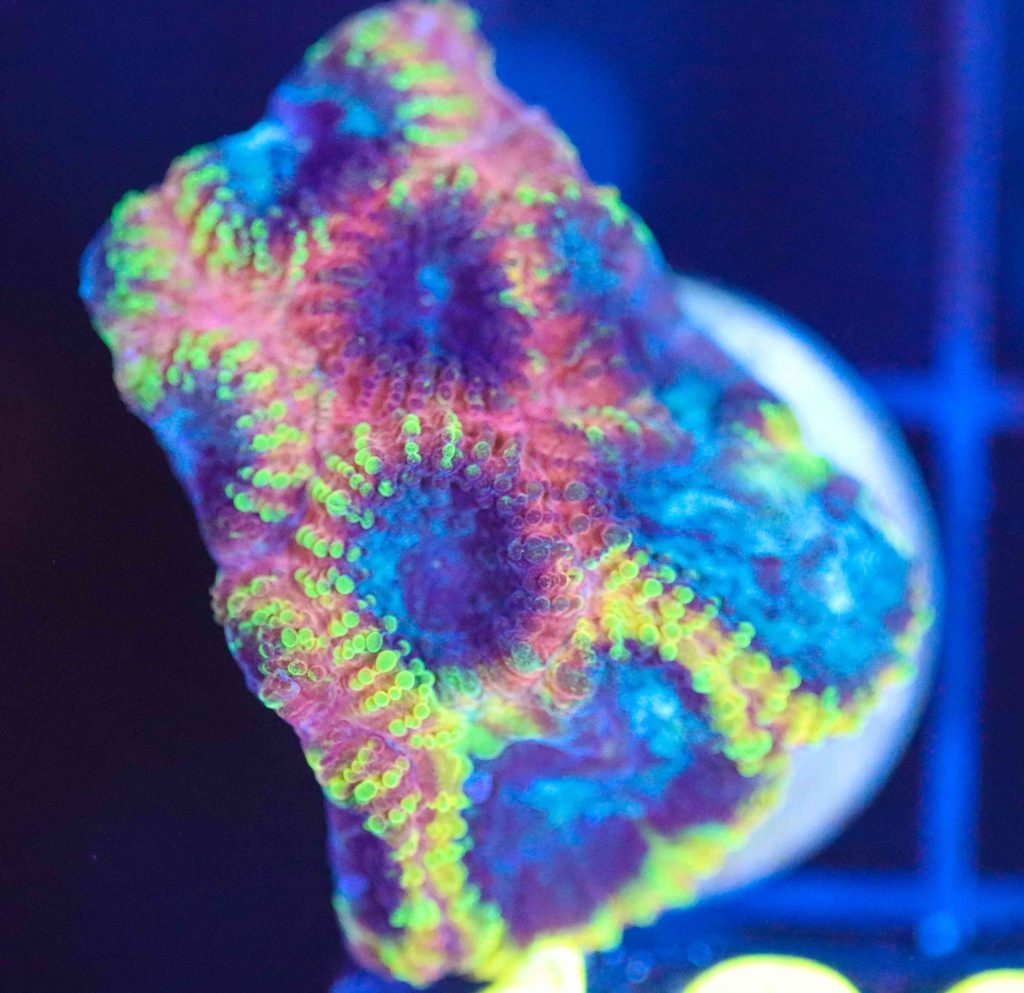Frag Box Corals