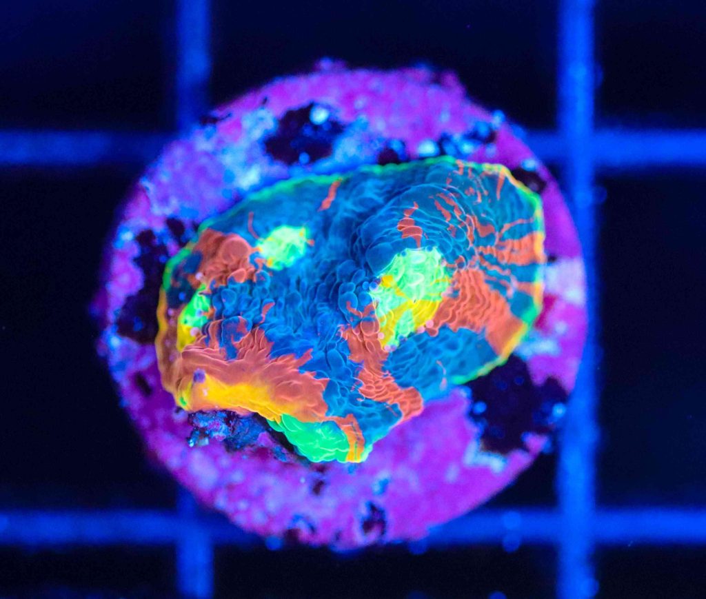 Frag Box Corals