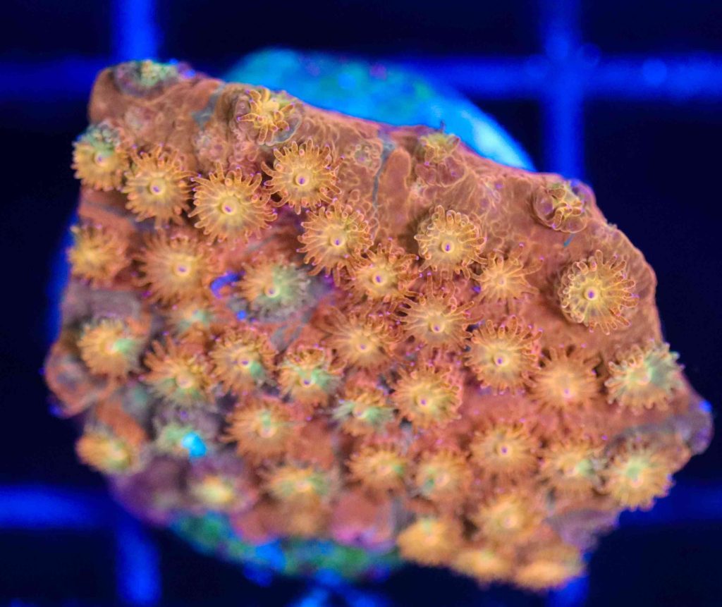Frag Box Corals