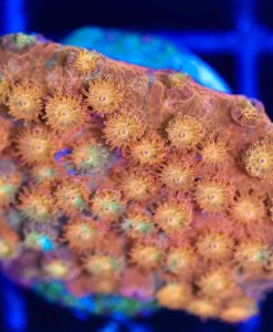 Wysiwyg  Orange Spellbound Cyphastrea Frag  [F131]