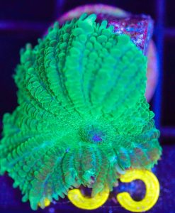 Wysiwyg Mushroom Frag  [F135]